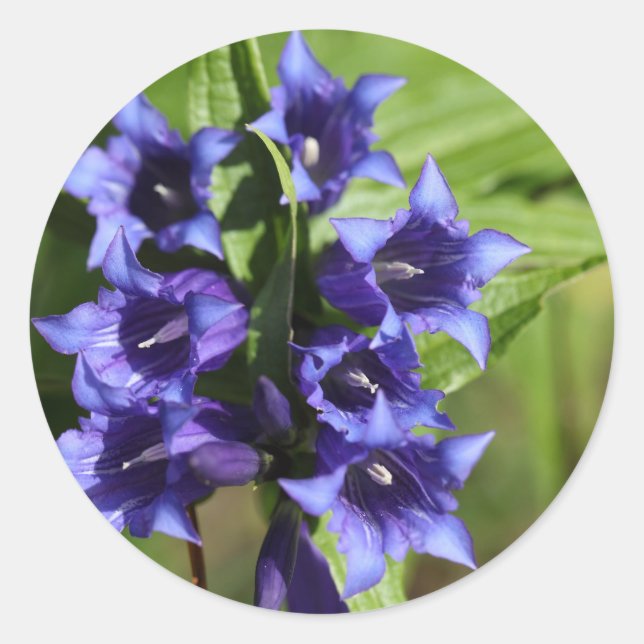Willow gentian (Gentiana asclepiadea) Classic Round Sticker (Front)