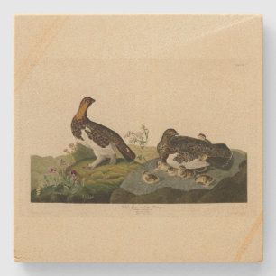Willow Grous (Grouse) - Audubon's Birds of America Stone Coaster