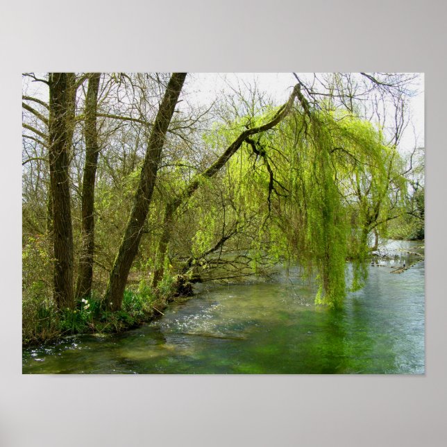 Willow on the River Test Poster (Front)