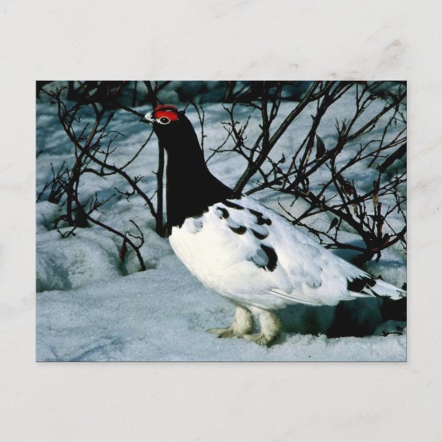 Willow Ptarmigan Postcard (Front)