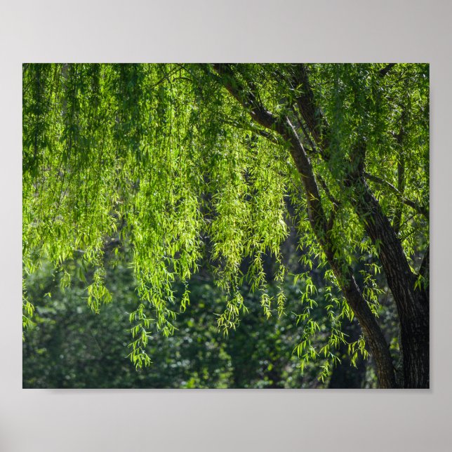 Willow Tree Green Nature Poster (Front)