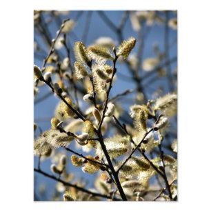 WILLOW TREE PHOTO PRINT