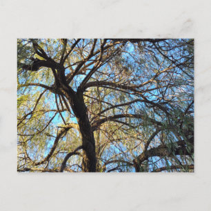 Willow Tree Postcard
