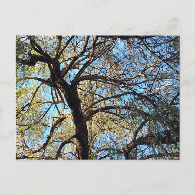 Willow Tree Postcard (Front)