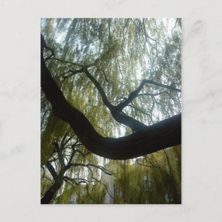 Willow Tree Postcard