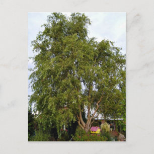 Willow Tree Postcard