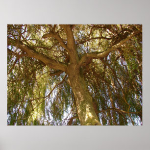 Willow Tree Poster