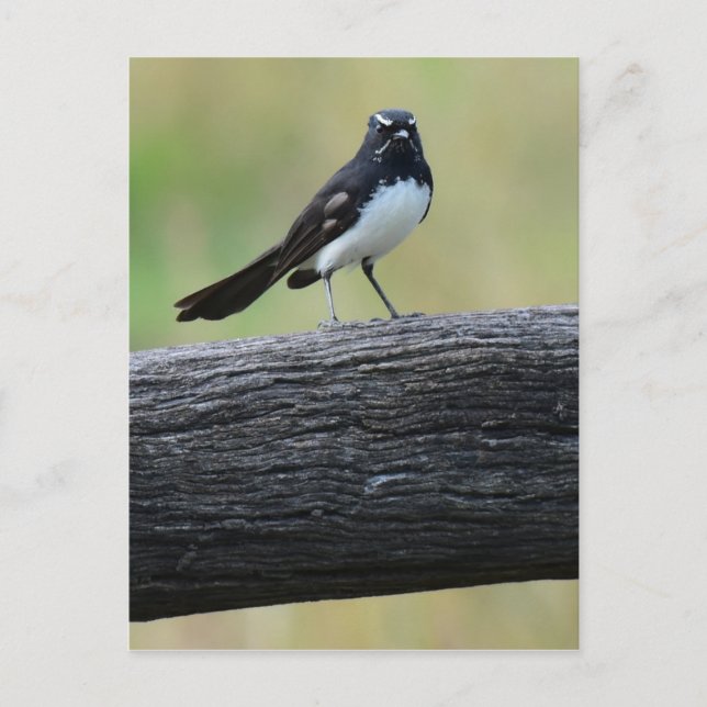 WILLY WAGTAIL ON FENCE QUEENSLAND AUSTRALIA POSTCARD (Front)