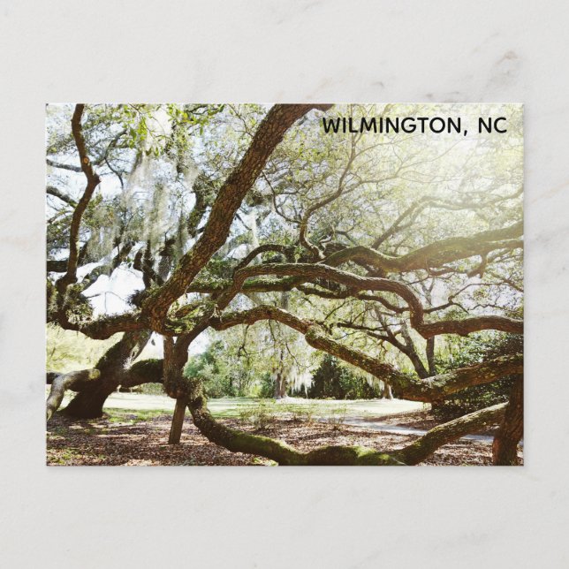 Wilmington North Carolina Airlie Gardens Live Oak Postcard (Front)