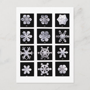 Wilson Bentley Snowflakes Postcard