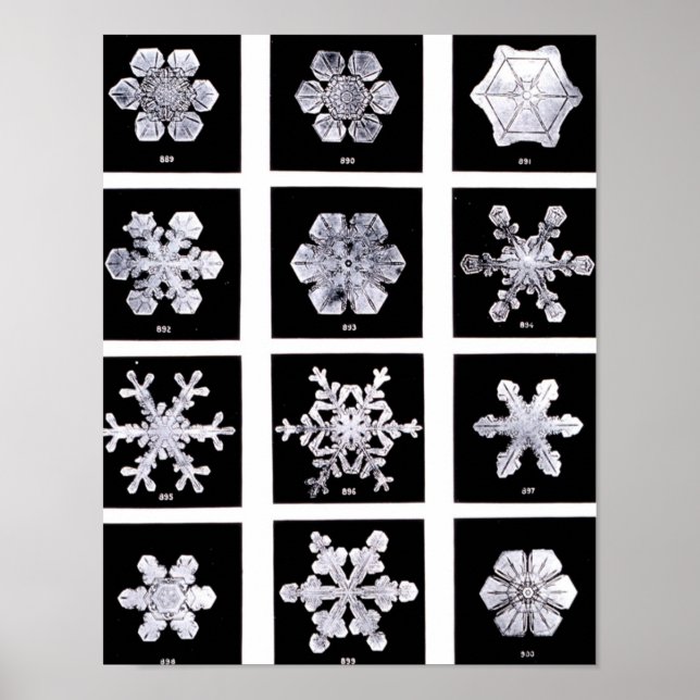 Wilson Bentley Snowflakes Poster (Front)