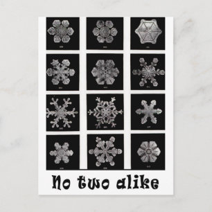 Wilson Bentley's Snowflakes, 1902 Postcard