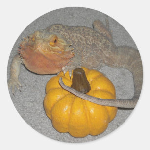Wilson the Bearded Dragon Classic Round Sticker