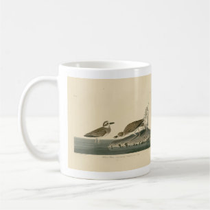 Wilson's Plover from Audubon's Birds of America Coffee Mug