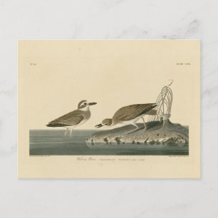 Wilson's Plover from Audubon's Birds of America Postcard