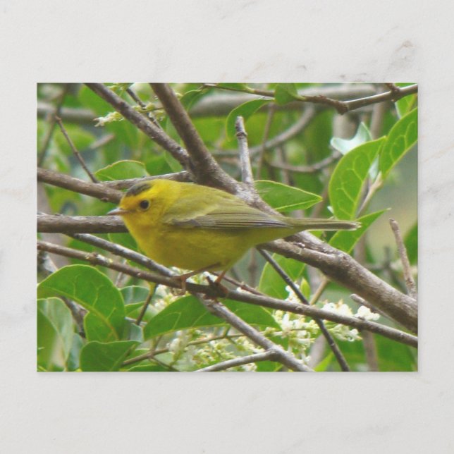 Wilson's Warbler 1 Postcard (Front)