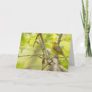 Wilsons Warbler in Spring Tree Blank Note Card