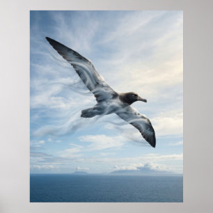 Wind Albatross Endless Ocean Poster