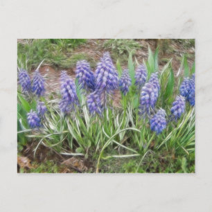 Wind Blown Grape Hyacinths Postcard