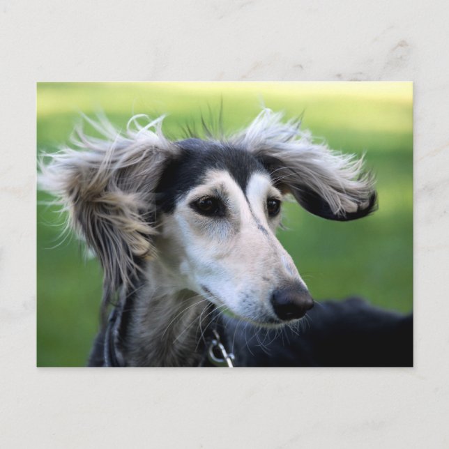 Wind dog postcard (Front)