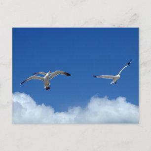 Wind Masters Postcard