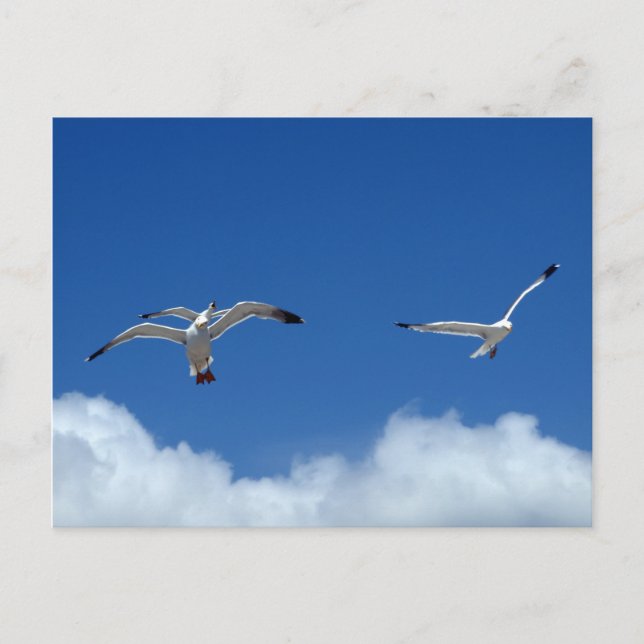 Wind Masters Postcard (Front)