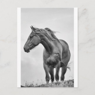Windblown Horse Postcard
