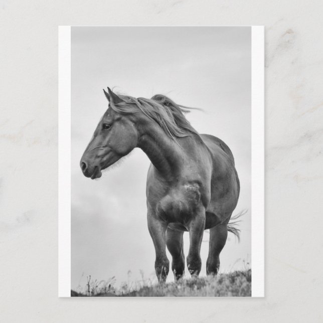 Windblown Horse Postcard (Front)