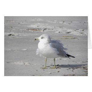 Windblown seagull card