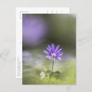 Windflower Nature Photo Postcard