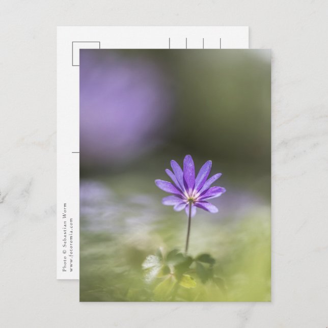 Windflower Nature Photo Postcard (Front/Back)