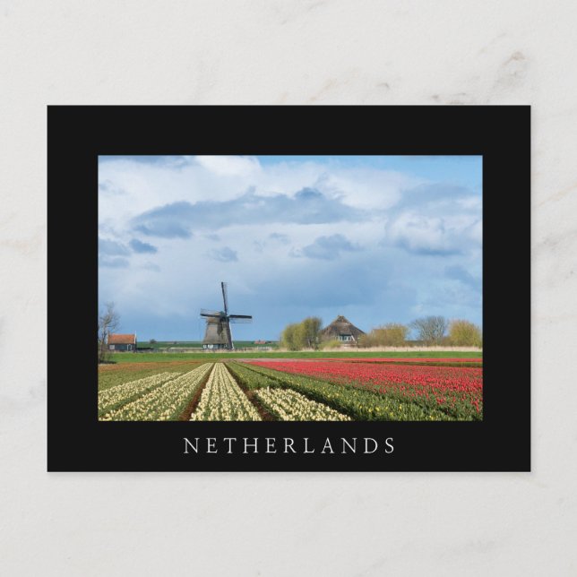 Windmill and tulips landscape black postcard (Front)