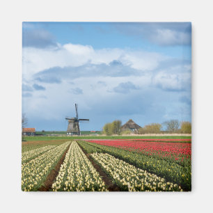 Windmill and tulips landscape magnet