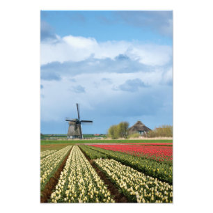 Windmill and tulips landscape photo print