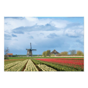 Windmill and tulips landscape photo print