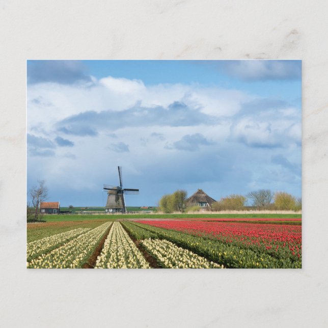 Windmill and tulips landscape postcard (Front)