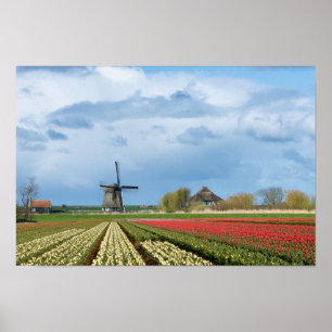 Windmill and tulips landscape poster print