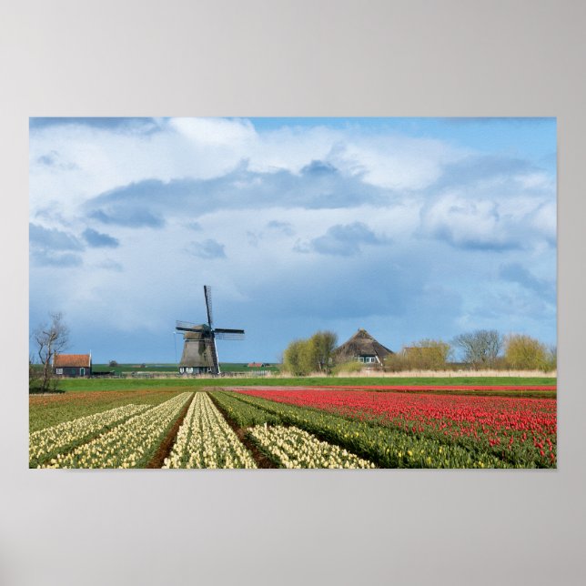 Windmill and tulips landscape poster print (Front)