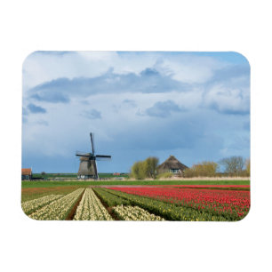 Windmill and tulips landscape rectangular magnet