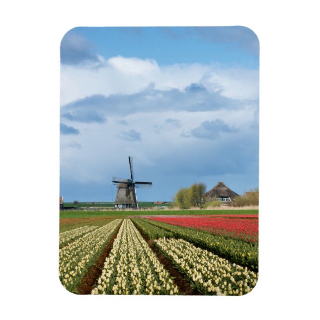 Windmill and tulips landscape vertical magnet (Vertical)