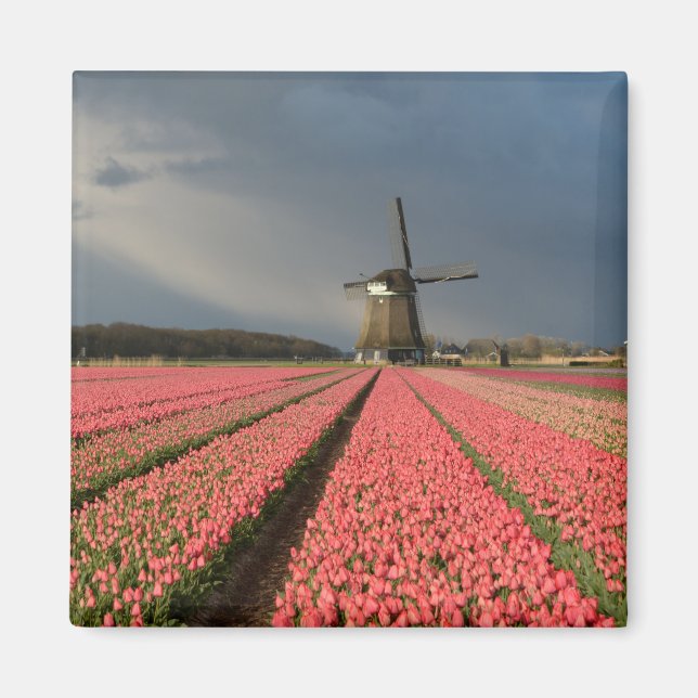 Windmill with pink tulips in spring magnet (Front)