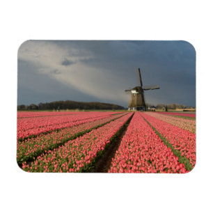 Windmill with pink tulips in spring magnet