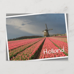 Windmill with pink tulips in spring postcard