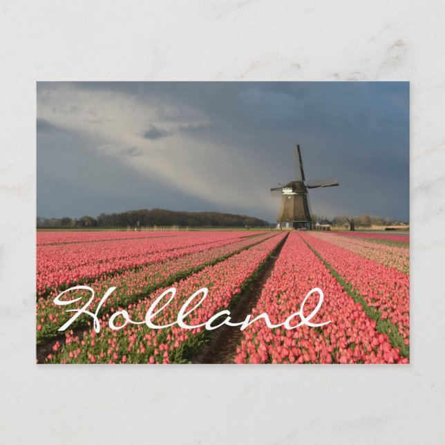 Windmill with pink tulips in spring postcard (Front)