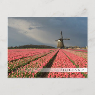 Windmill with pink tulips in spring postcard