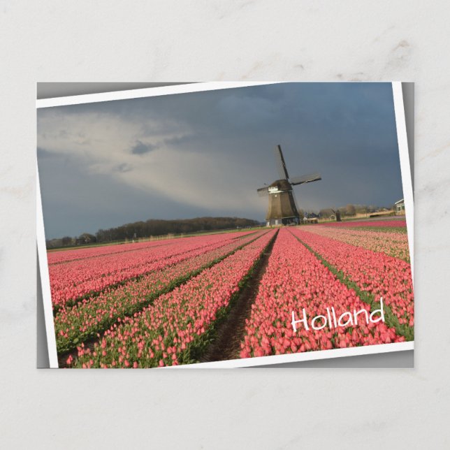 Windmill with pink tulips in spring postcard (Front)