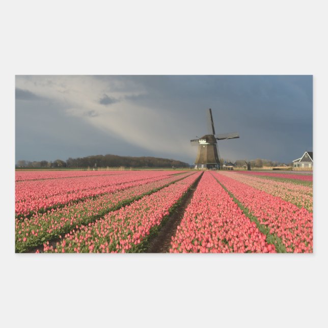 Windmill with pink tulips in spring rectangular sticker (Front)