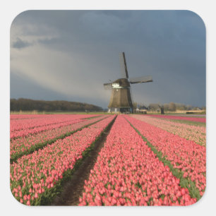 Windmill with pink tulips in spring square sticker