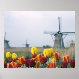 Windmills and tulips along the canal in poster