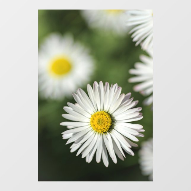 Window Cling - Daisies Floral Photography (Sheet)